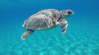 Snorkeling with the Caretta Caretta Sea Turtle [upl. by Condon]