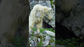 WILD GOATS IN 8K  MOUNTAIN MASTERS OF NATURE wildlife animalfacts 8kwildlife animals [upl. by Sivrat]