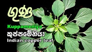 Kuppameniya  කුප්පමේනිය පැළැටිය  Acalypha indica [upl. by Disario757]