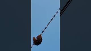 Orangutan Escapes Toronto Zoo Enclosure Orangutan torontozoo [upl. by Dich]