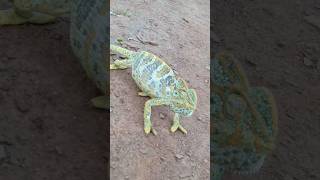 Common chameleon colouring India akkvlogger [upl. by Atirabrab513]