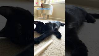 Black cat cat catvideos catlover shorts [upl. by Ecydnac]