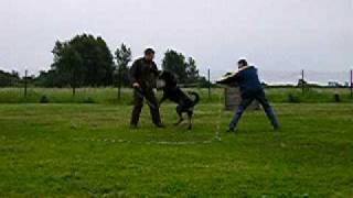 Beauceron IPOSchH protection training [upl. by Alastair]