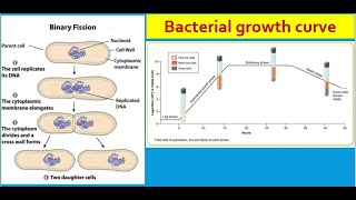 General microbiology 7  Bacterial growth [upl. by Karlin]