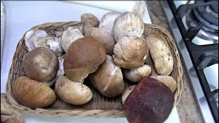 4 Falsi Miti Sui Porcini  COME PULIRE E SELEZIONARE I FUNGHI PORCINI [upl. by Fessuoy322]