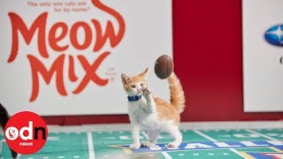 Kitten Bowl The purrfect American football alternative [upl. by Garfinkel]