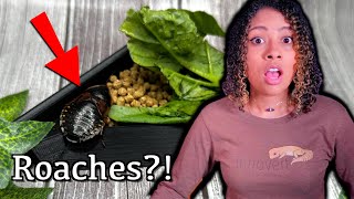 Best Feeders  Dubia Roach Care Guide [upl. by Kubetz482]