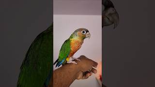 The Beautiful Coloration Bird Yellow Sided Conure Available 🥰Hyper Red Factor 🔥🔥Tamed amp Trained [upl. by Lira]