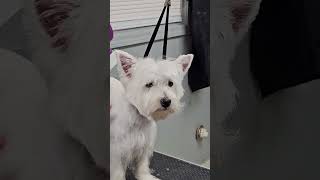 Spencer Flake Grooming a Westie [upl. by Sy]