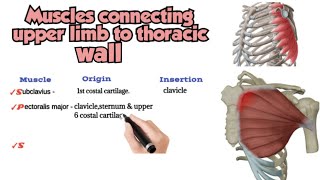 muscles connecting upper limb to thoracic wall [upl. by Sulamith644]