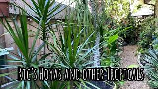 Hoya Swiffers Treat and other Tropicals [upl. by Ttelrats]