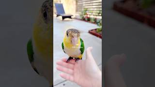 😅🥹🤭Funny Bird 🏃‍♂️🤣Ever Seen A Bird Run Like This  Baby Cheshire the mischievous Caique [upl. by Adnalohs]