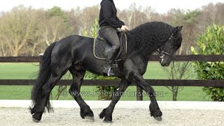 Friesian dressage horse Floris [upl. by Ingar]