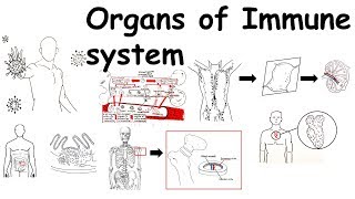 Organs of Immune system [upl. by Badger952]