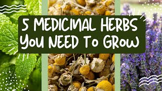 Medicinal Herbs to Grow 5 Medicinal Herbs You Need to Grow in Your Garden [upl. by Deevan]