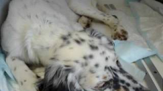 Alfie English Setter with dyspnoea due to lungworm infection [upl. by Emolas]