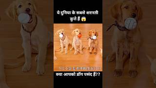 ये दुनिया के सबसे शरारती कुत्ते हैं 😱  short dog movie recap [upl. by Carhart331]