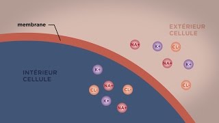 MOOC côté cours  Le transport direct au travers des membranes [upl. by Puglia359]