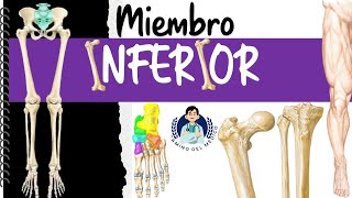 Miembro Inferior ‐ Fácil y didáctico [upl. by Ttekcirc]