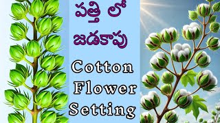 45 రోజుల నా పత్తి  cotton crop flower setting pest controlled ఇప్పటికే నడుముల లోతు YK Laboratories [upl. by Yhtomiht]