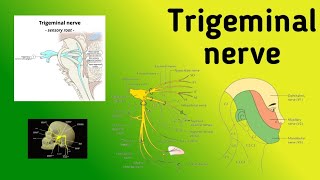 Trigeminal Nerve  Motor and Sensory Nuclei Pathway Jaw Jerk Reflex [upl. by Orutra856]