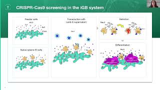 Comprehensive CRISPRCas9 screen identifies important factors for plasmablast development [upl. by Mehs823]