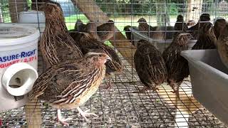 Male Coturnix Quail Calls  Sound [upl. by Oulman]