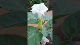 Datura inoxia [upl. by Eudoxia481]