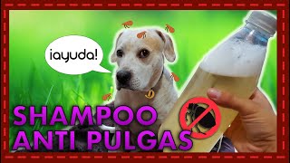 ¡Adiós a las pulgas y garrapatas Cómo hacer un shampoo natural para proteger a tu perro [upl. by Neeoma]