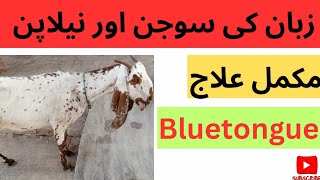 Bluetongue disease  Tongue swelling in goat  sheep  cattle  buffalo  camel  Dr Muhammad Saif [upl. by Hpotsirhc]