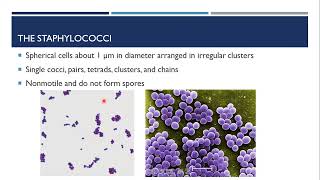 Gram Positive Cocci [upl. by Ameg998]