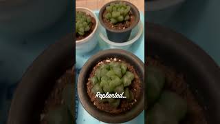 Replanting succulent Haworthia cooperi var truncata in my home  November 2024 [upl. by Peggi]