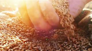 Syngenta Pakistan AXIAL TVC 2018 [upl. by Thistle]