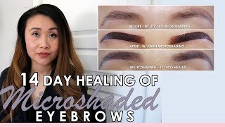 MICROSHADED EYEBROWS 2019  14 DAY HEALING IN PICTURES  MICROSHADING VS MICROBLADING EYEBROWS [upl. by Denyse]