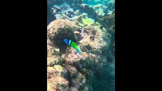 Blue head wrasse fish wrasse underwater coral reef pez [upl. by Hsitirb128]