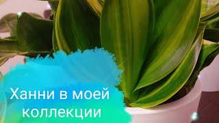 Сансеверии Ханни Sansevieria hahnii в моей коллекции Полный обзор на январь 2024 г [upl. by Yxor]