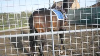 Starting Yearlings first time under saddle [upl. by Aniri]