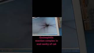 Endoscopic Diagnosis of Eosinophilic Reaction Complex in catsendoscopy veterinarian cat [upl. by Lavella]