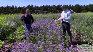 Phacelia  Test Plots 2019 [upl. by Tarrance]