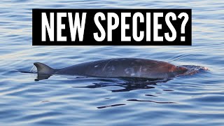 New beaked whale species discovered [upl. by Werdma]