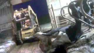 Wiese Brothers Farms Dairy Cow Cruelty Undercover MFA [upl. by Eversole289]