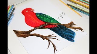 How to Draw a Bird with Colored Pencils [upl. by Jocelyne]