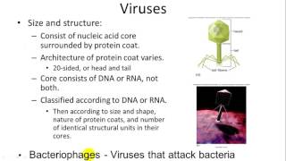 Plant Diseases Viruses [upl. by Nodarse153]