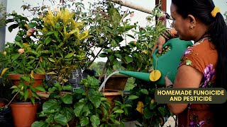 Homemade Fungicide for Plants I Homemade Pesticides for Plants I Gardening DIY I Nepali Gardening [upl. by Llain224]