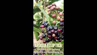 Ardisia Elliptica plant benefits [upl. by Jerad]