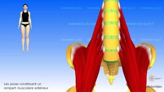 Liliopsoas ou psoasiliaque [upl. by Collins]