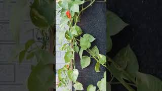 Money plantcare tipshindi videoyou tube shortsshort videohindi shortsshort videos [upl. by Philip]