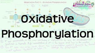 Oxidative Phosphorylation  Respiration  Revision for Biology ALevel and IB [upl. by Votaw]