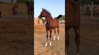 New Arabian Stallion Horse Pro horse arabian horses shorts viralshorts youtubeshorts [upl. by Atteugram]