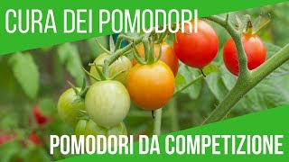 10 TRUCCHI PER COLTIVARE I POMODORI  TRAVASO FERTILIZZAZIONE CURA  ORTO E GIARDINAGGIO [upl. by Lienaj417]